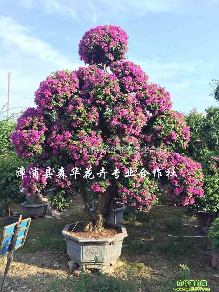 ԭ����ֱ������÷׮������С�辰���컨����÷
