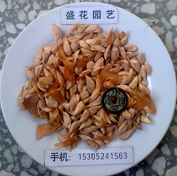 ѩ�����ӡ���ľ����