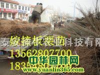 �޽Ӱ������硢60���ְ�����
