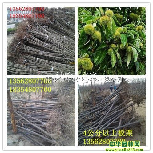 1���ּ޽Ӱ����硢���ϰ�������