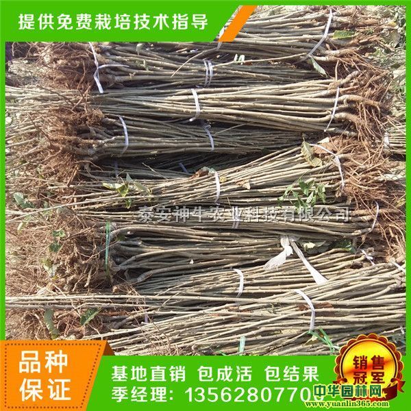 �޽Ӱ���������ô����3���ְ�����