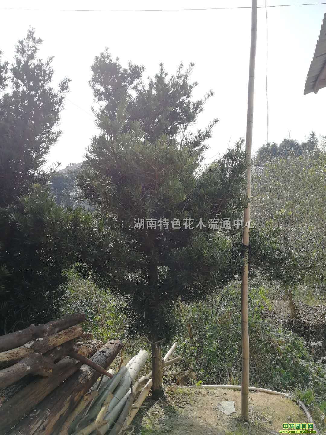 �޺��ɡ������޺��ɡ������޺��ɡ��޺��ɻ���