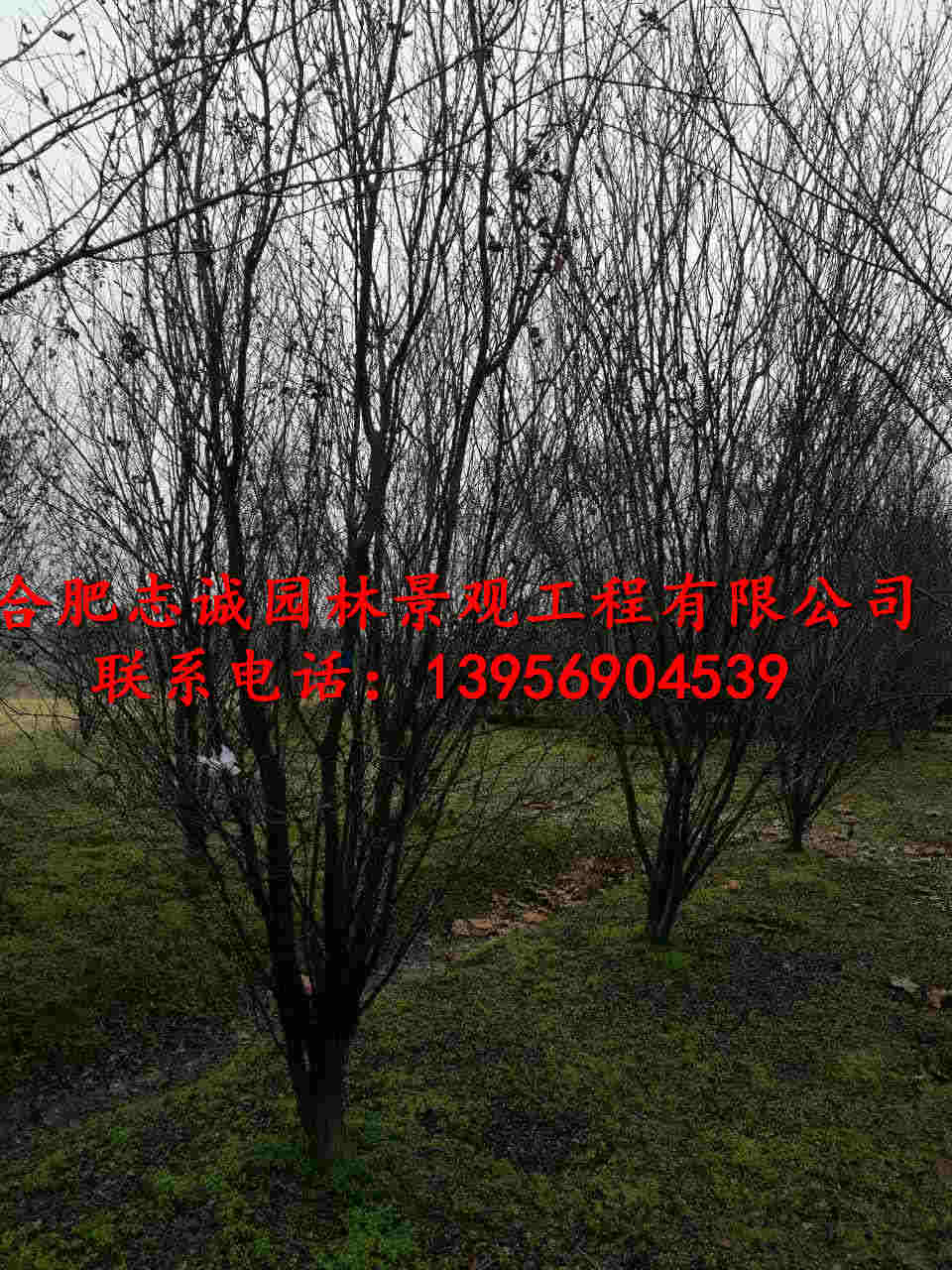 ��Ҷ��ͷ�֦��Ҷ�������Ҷ���Ҷ��
