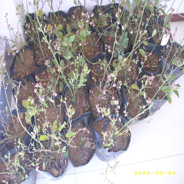 粉蓝蓝莓苗哪家好?