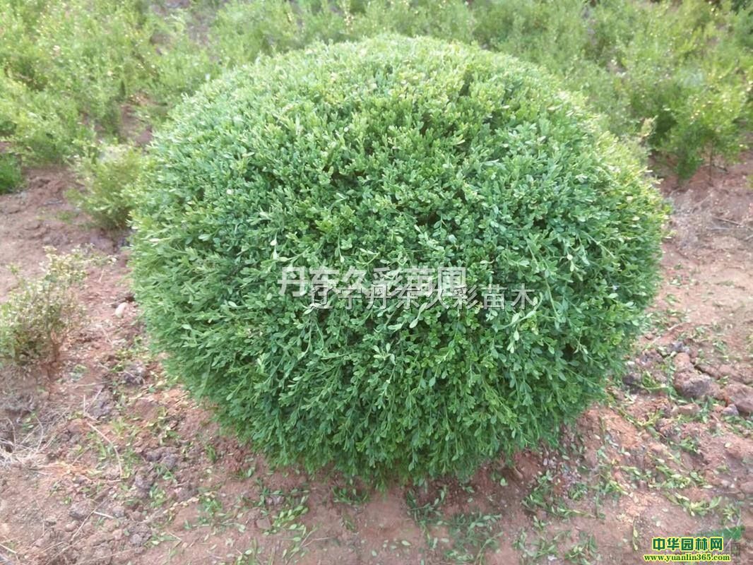 ���ʻ���������ר��ħ��ר����ǽר��ɫ��ר�÷���