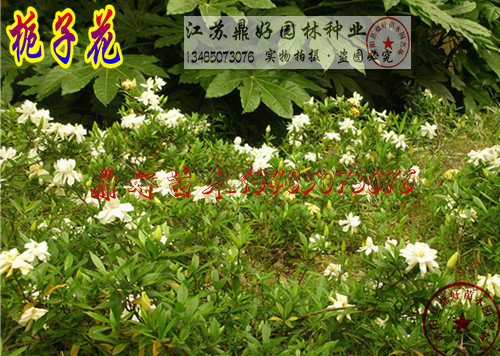 ���ӻ���30CM��20CM