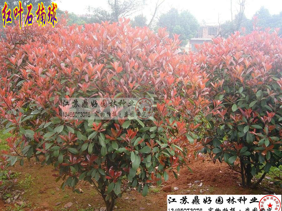 ��ɫ���ͺ�Ҷʯ����120CM