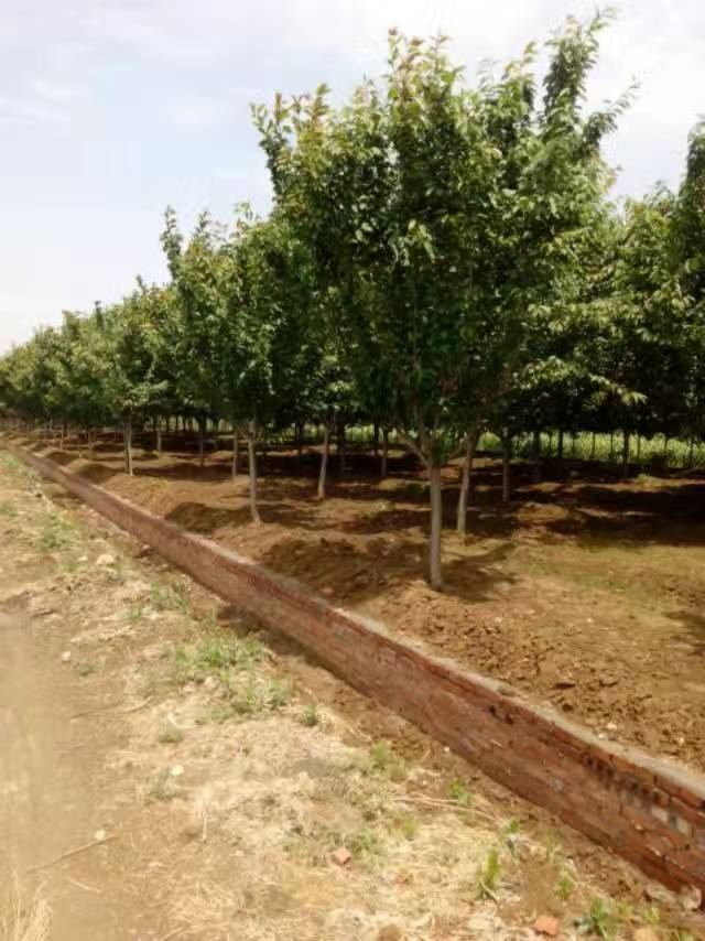 �ձ���ӣ�۸��ձ���ӣ���ء��ձ���ӣС�硢�ձ���ӣ����