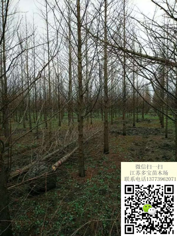 2017��14����ˮɼ�۸�14����ˮɼ���۱�ˮɼ��ֲ����