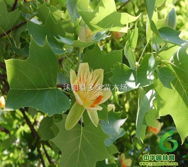 2017��22���ֶ���鱼۸񡢱���25���ֶ����ͼƬ
