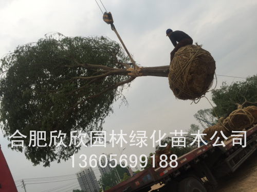 ����10-60���֡����ԹǼ�����20-60����