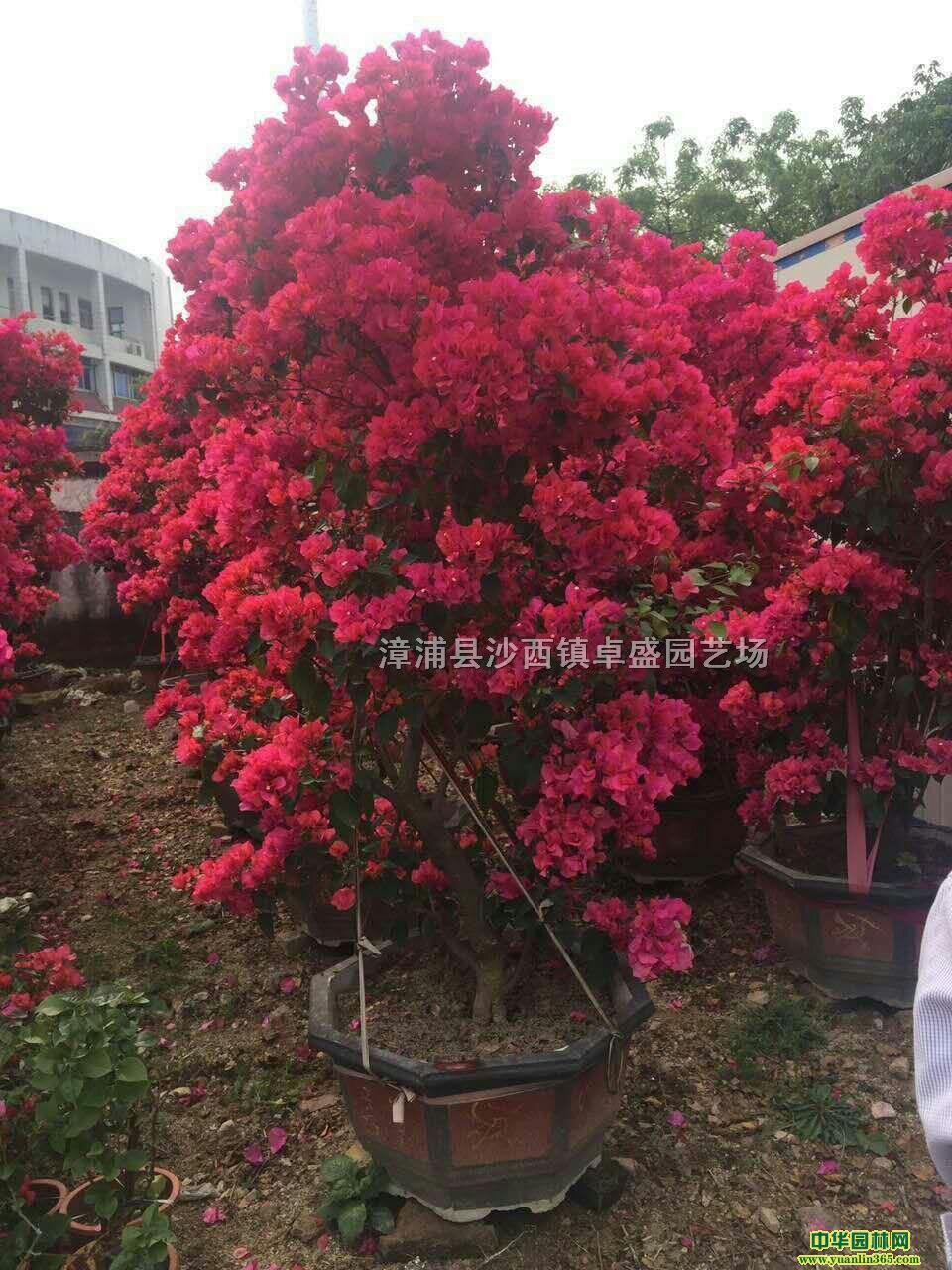 2017�꾫Ʒ��Ȼ�ڷ�ҶƬ����׮ͷ�辰��������