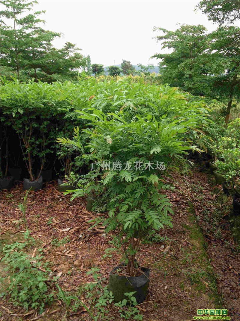 ���������30-120CM��