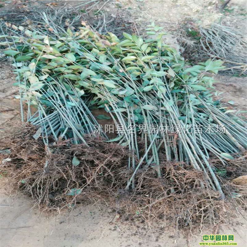 ����Ů�����Ի��ؽ����ر�����Ů���ֻ��ͼ۴���