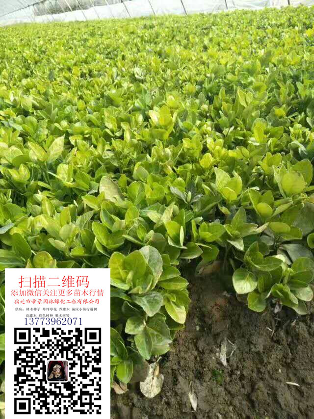 ��ì���硢���ല�硢�����