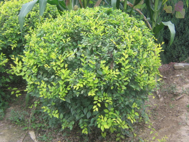 80-120cm��Ҷ����