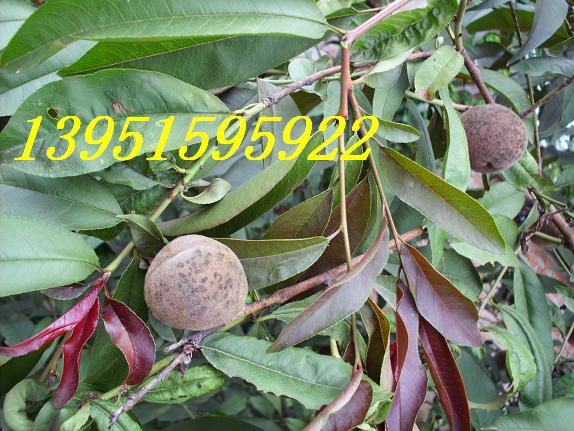 �Բ���Ҷ�ҵ����ӡ���Ҷ�ҡ���Ҷ���ҡ���Ҷ÷����