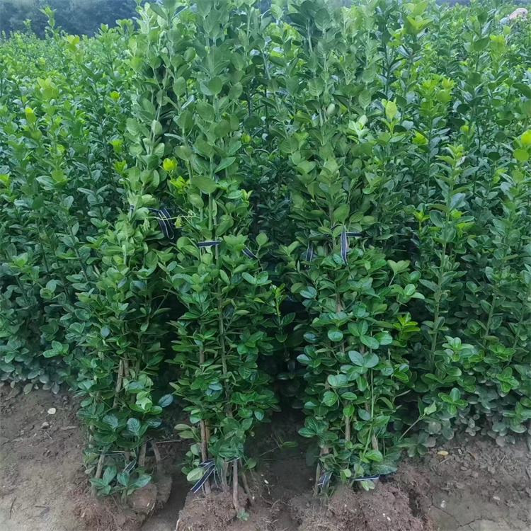 �������Ա�������������2�����Ҹ��������̻�Ч����