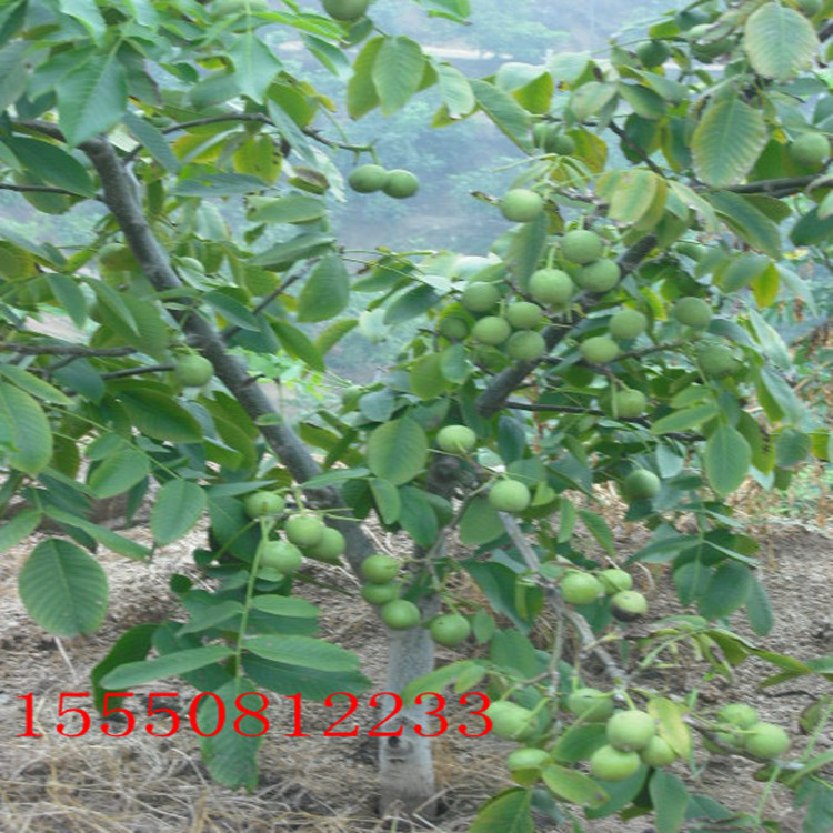 �޽Ӻ�������3���ּ޽Ӻ�������5���ּ޽Ӻ�����