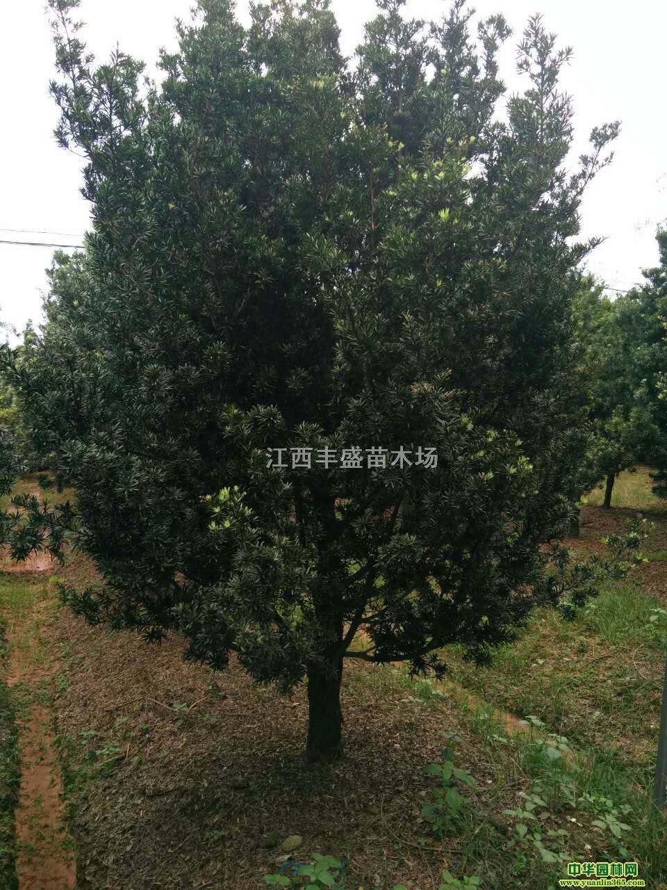 2-18���ֶ�Ӣ����ޱ����ࡢ�춹ɼ���������޺��ɡ�������