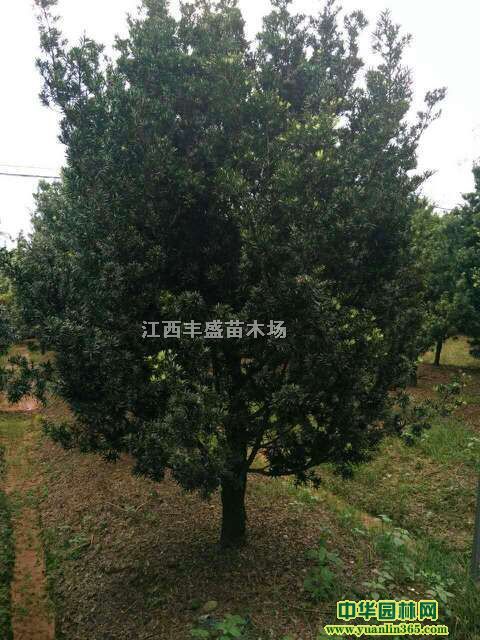 һ�����޺���С�硢2-8�����޺��ɡ�10-18�����޺���