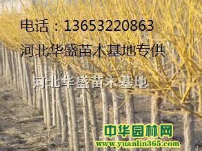 �ӱ����˽�֦����2017���֦������֦��