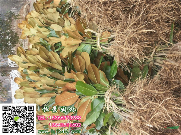 80-1.5m�Ĺ�����С��