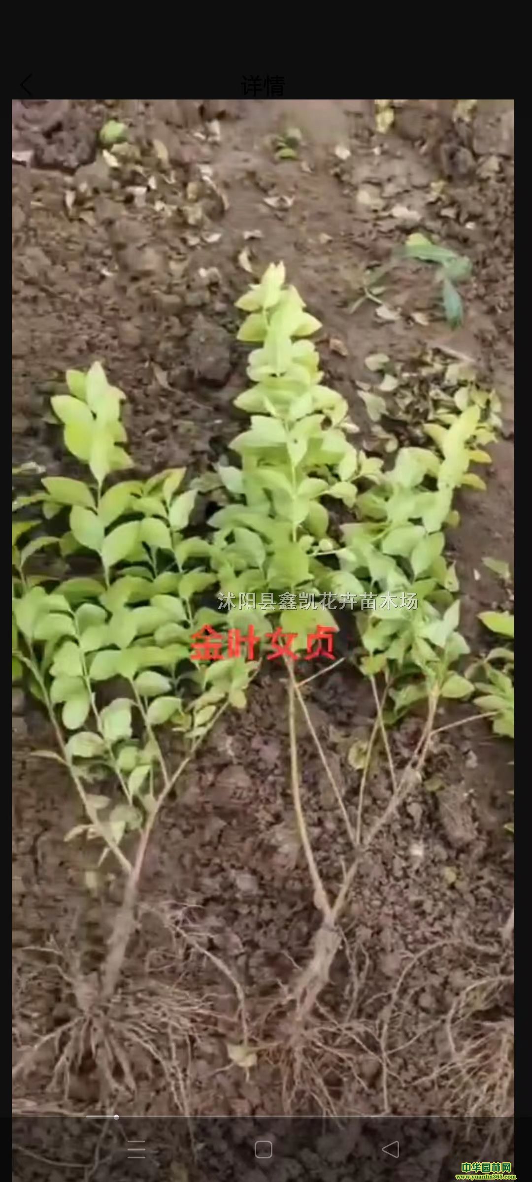 ��ҶŮ��30��0.17Ԫ