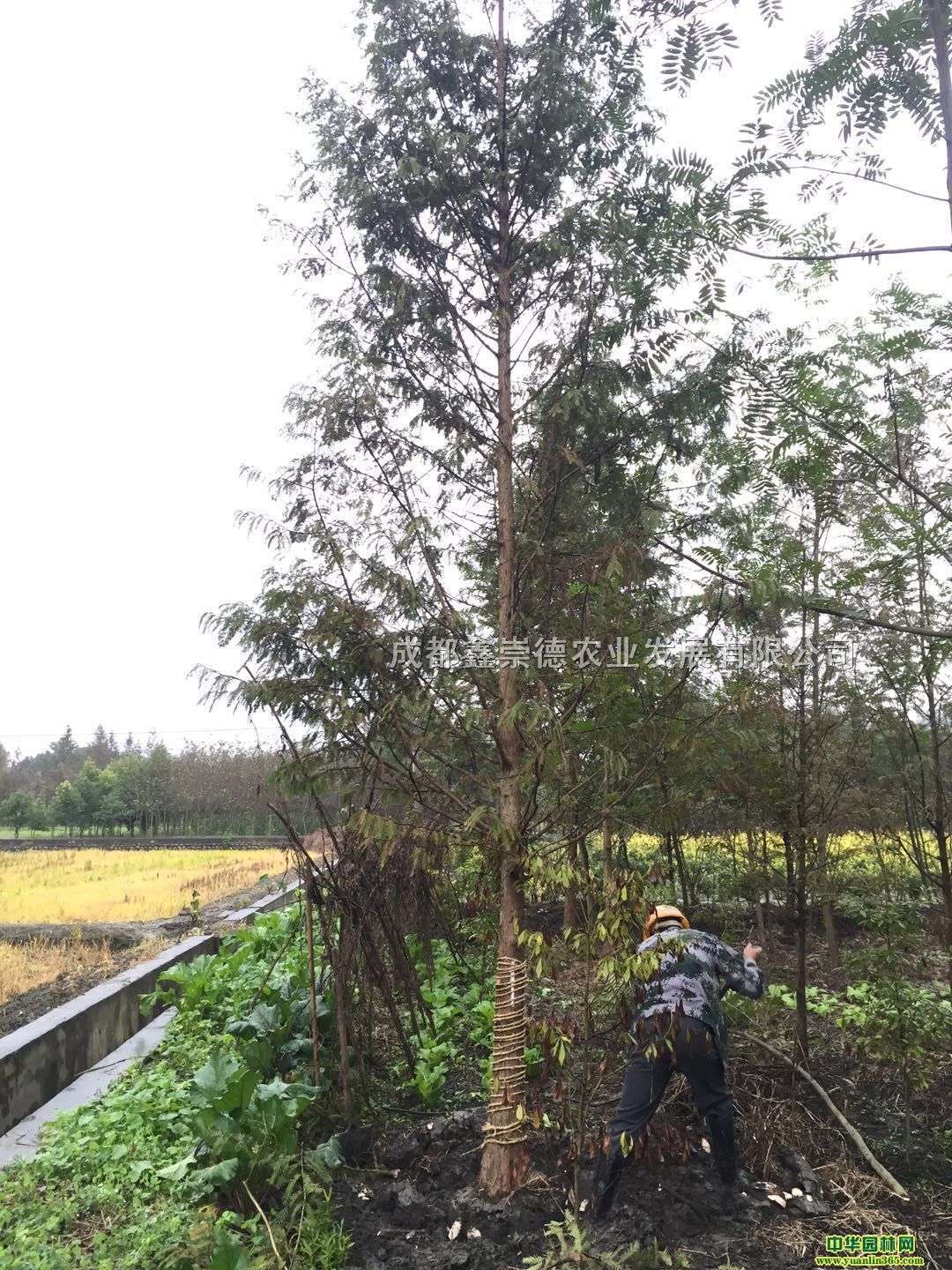��Ʒˮɼ����6-18���ֻ�Դ����������