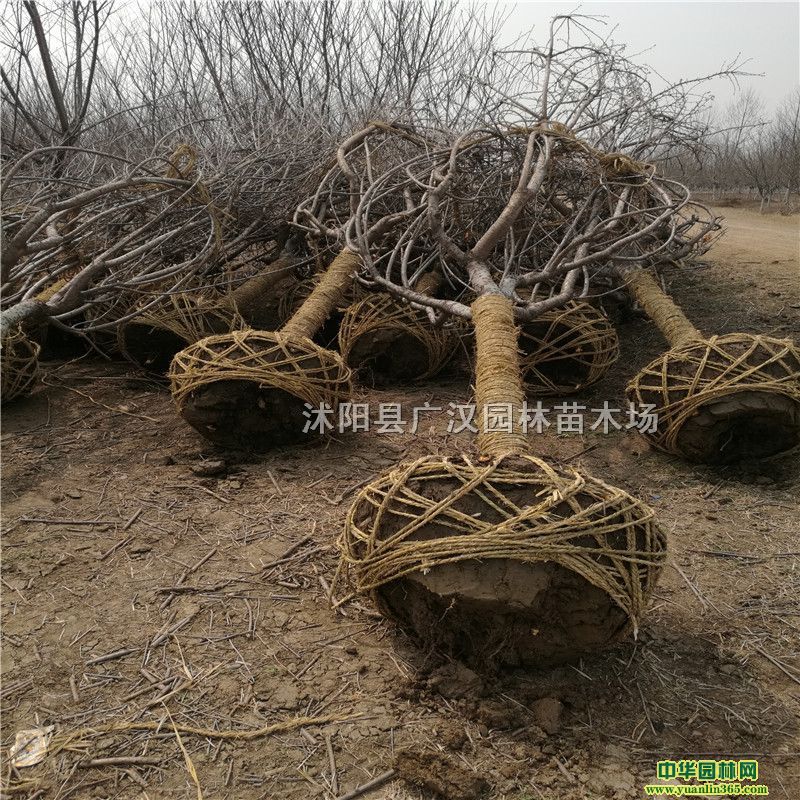 ��ӣ����ӣ�硢��ӣС�硢��ӣ������
