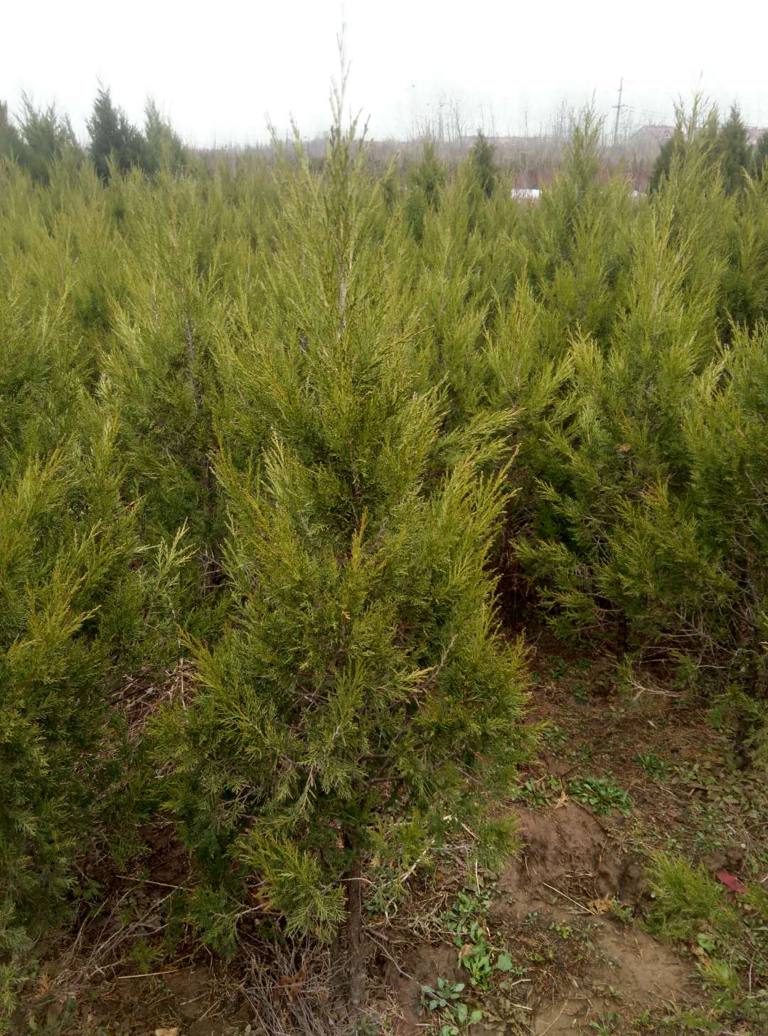 1M��1.2M��1.5��������������С���Ż�ռ���⳥