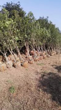 3-15����СҶ���