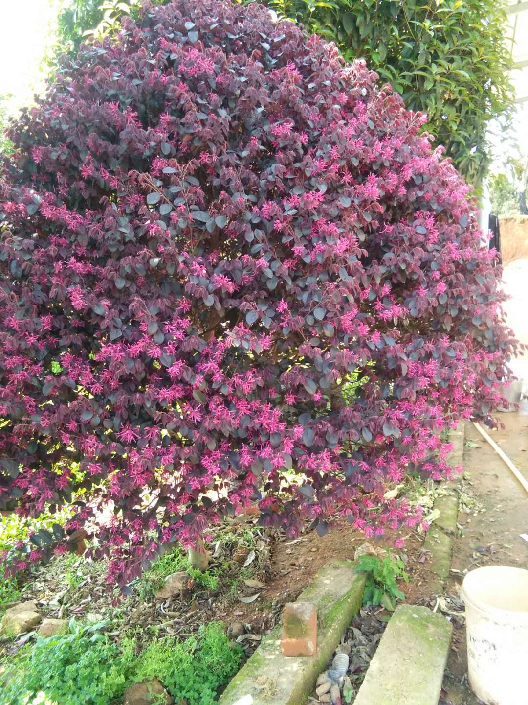 250-300�컨��ľ��