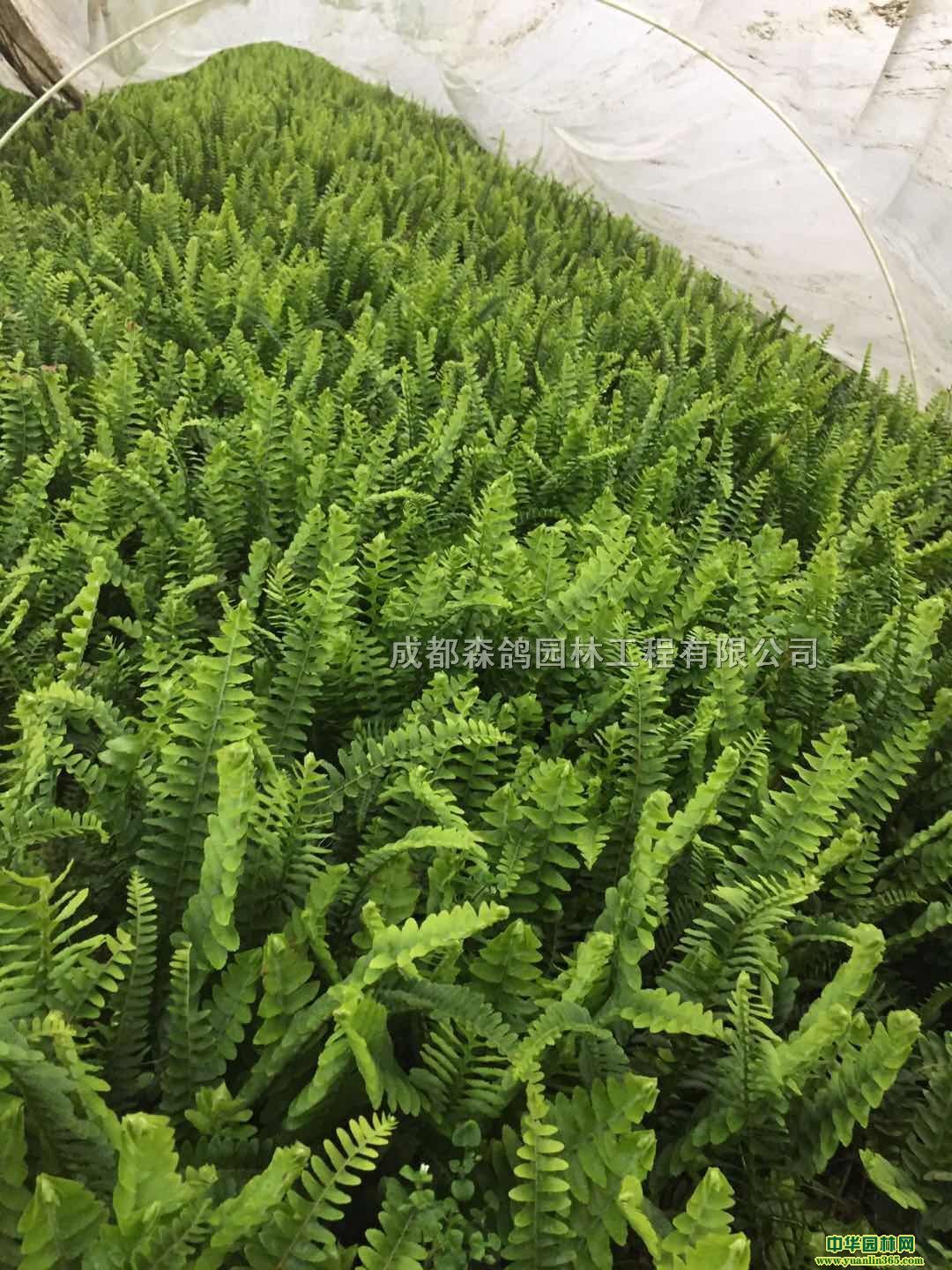 ��ާ���硢�ɶ���ާ��ֲ���ء�30���ָ���ާ