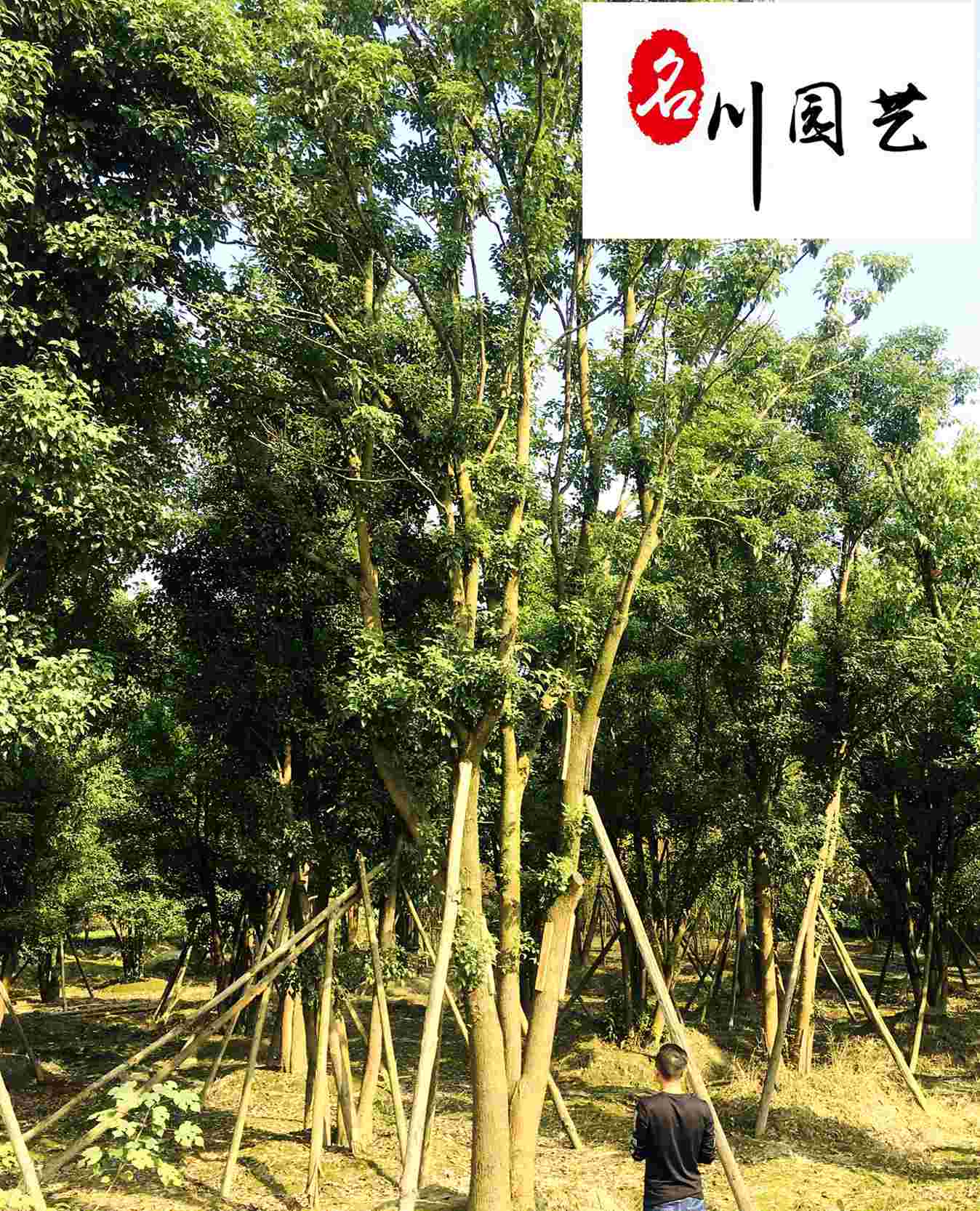 ������ľֱ�������깩Ӧ�����Żݡ������̻��۸�