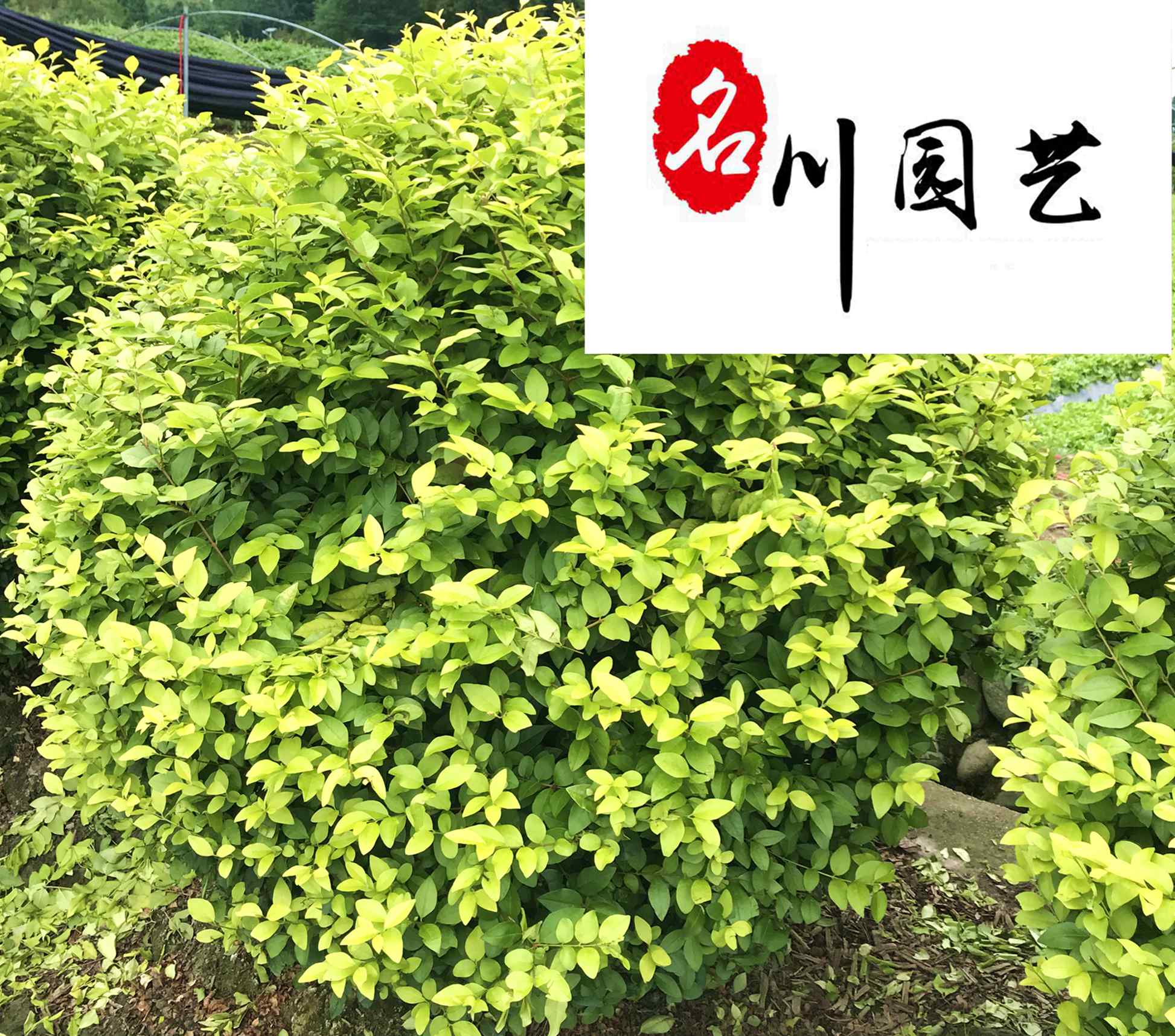 ��ҶŮ����60-200���־�Ʒ�ֻ�����ҶŮ����۸�����