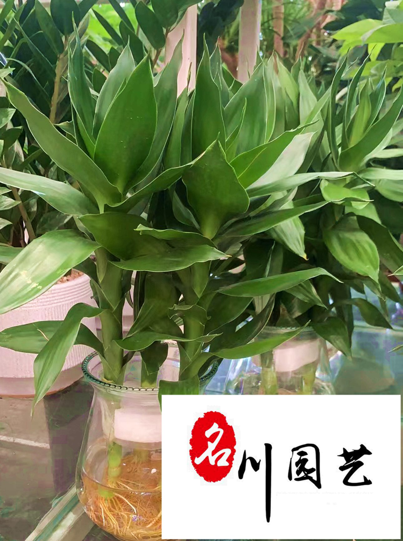 ������ֲ��������������ڰ칫������ֲ�������Բ��������۵�����