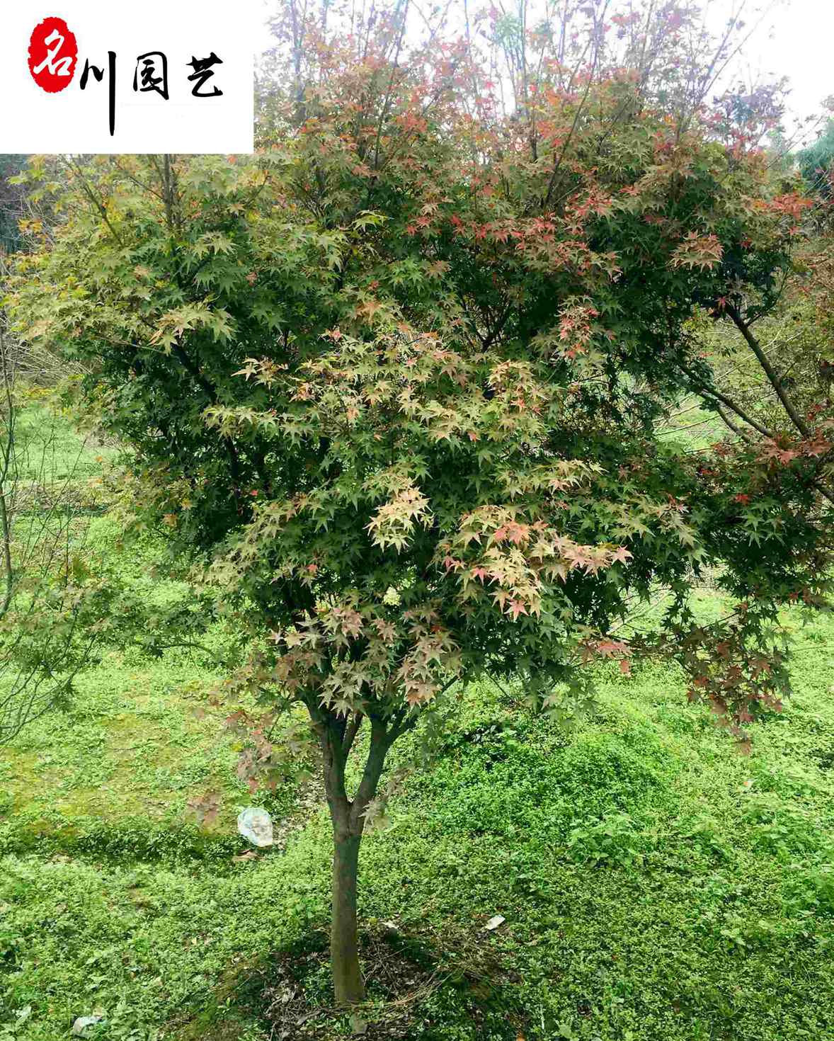 ��צ�ʡ���צ��ֱ������Ʒ��צ��