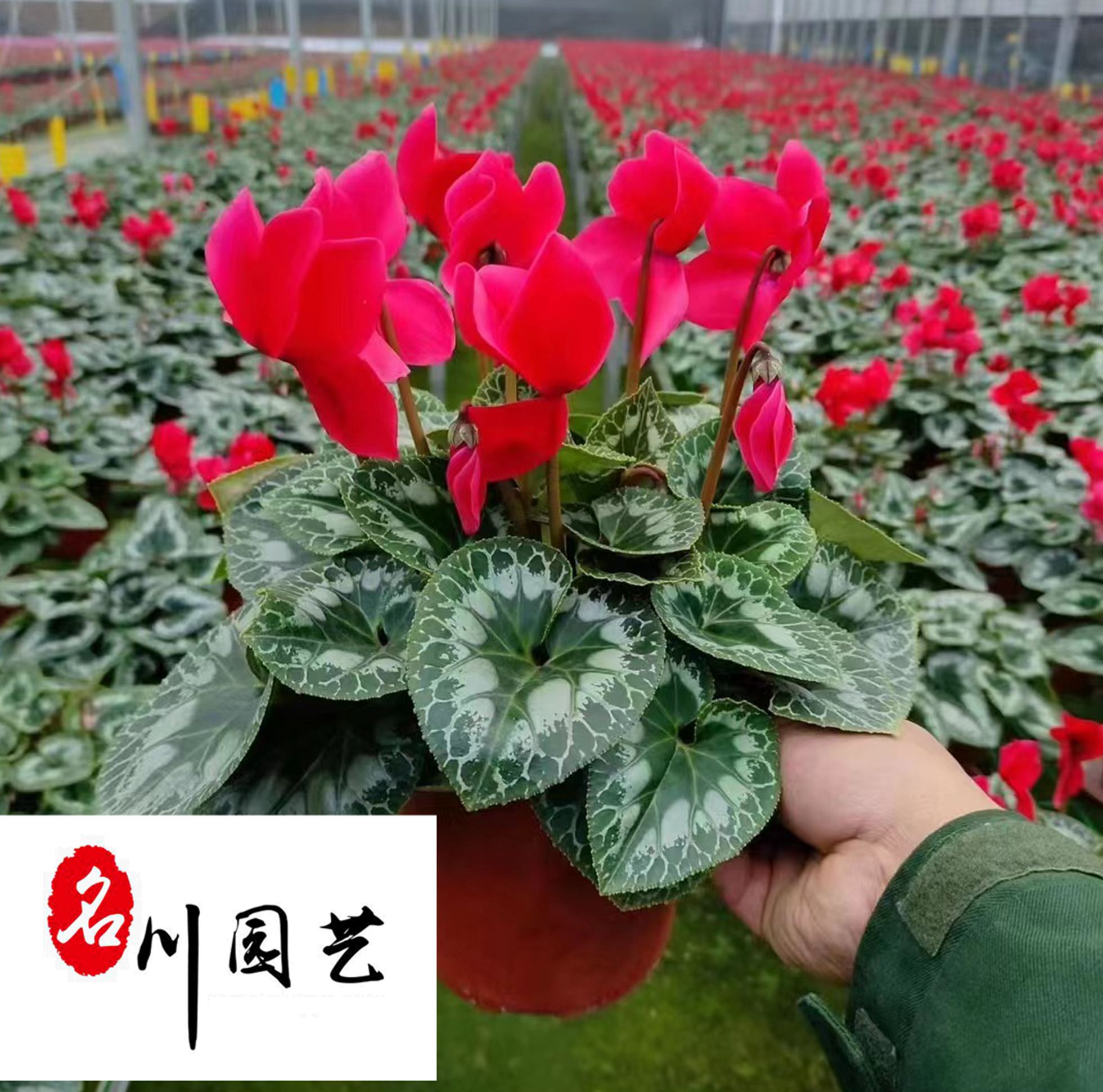 �ɿ������Ի���ֱ�����ɶ�������ľ��Ӧ���Ż�������