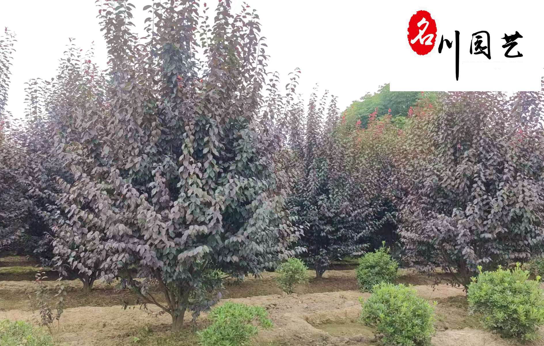 ��Ӧ��Ʒ���ʺ�Ҷ��ɶ���Ҷ����ľ����ֱ�����۵�����