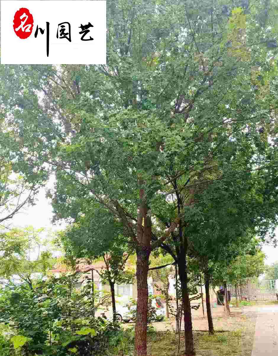 ��Ƿ��ػݼ۳��ۡ�8-20������Ƿ��̻���ľ����