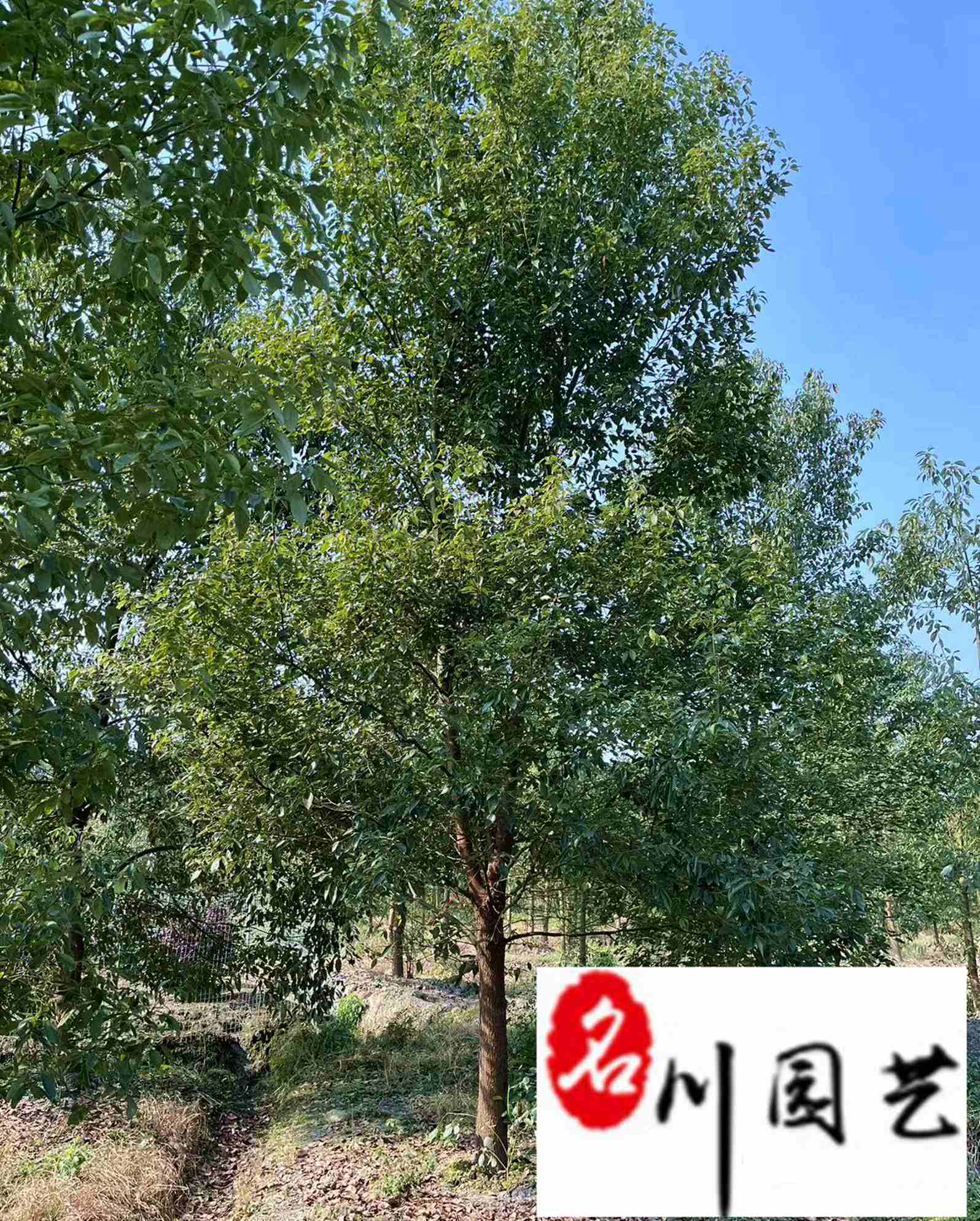 �Ĵ���Ʒ����������10-25�����ֻ��������������߸�����
