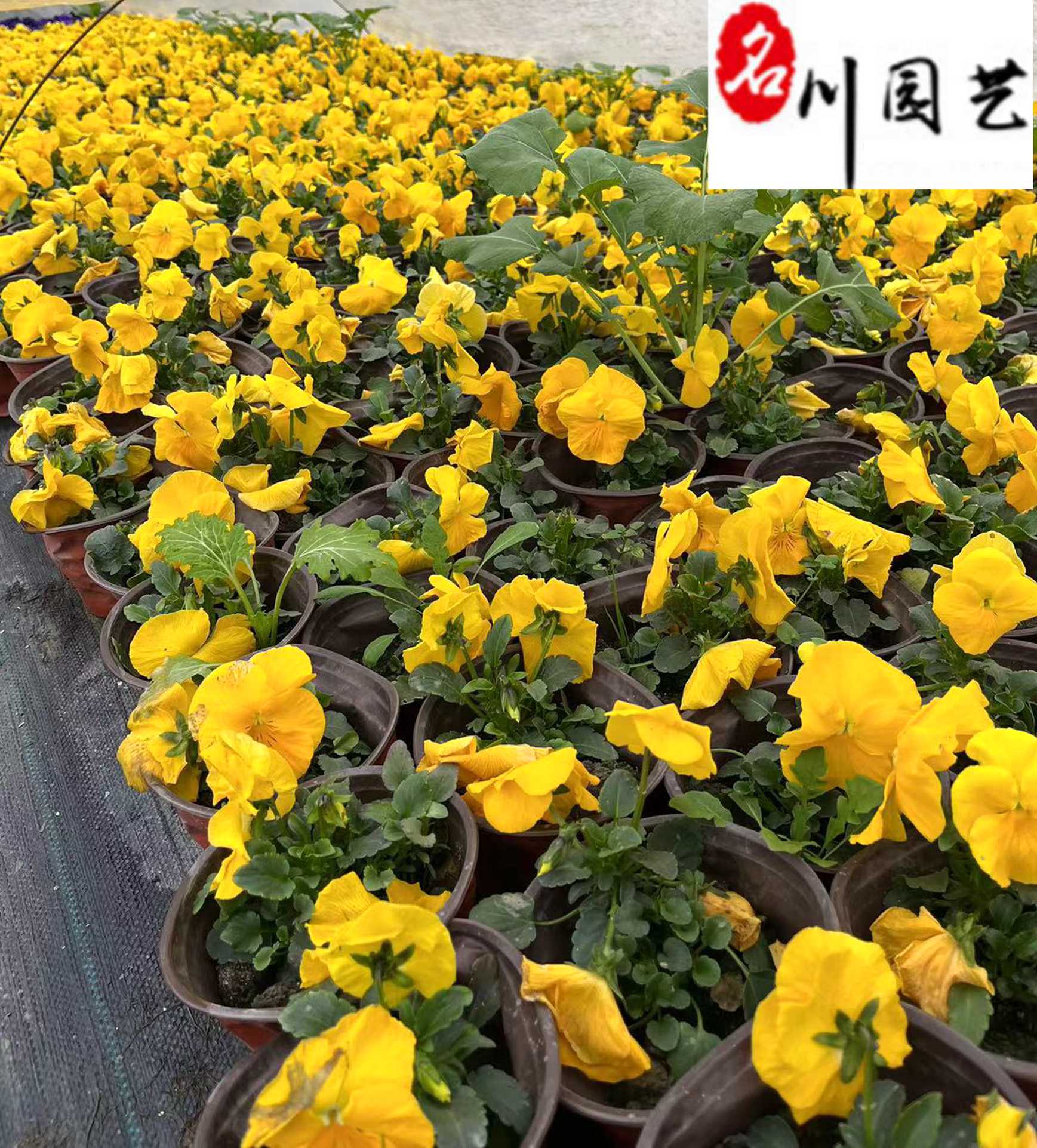 �ƻ���ɫ���������ɶ���ɫ����ֲ����ֱ�������Ż�