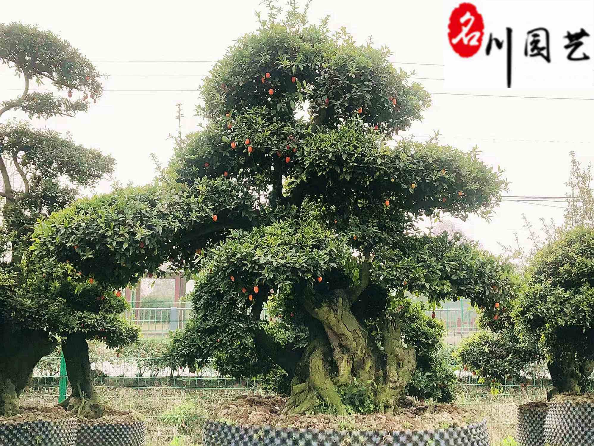 ���������辰���ɶ�������ľ����ֱ�������ž�Ӫ