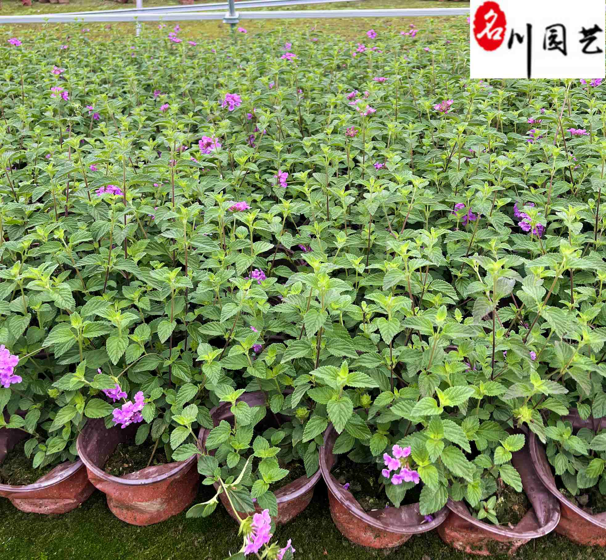 ��ӧ������ֱ��������ӧ���۸��ϻ���ӧ���ػ�����