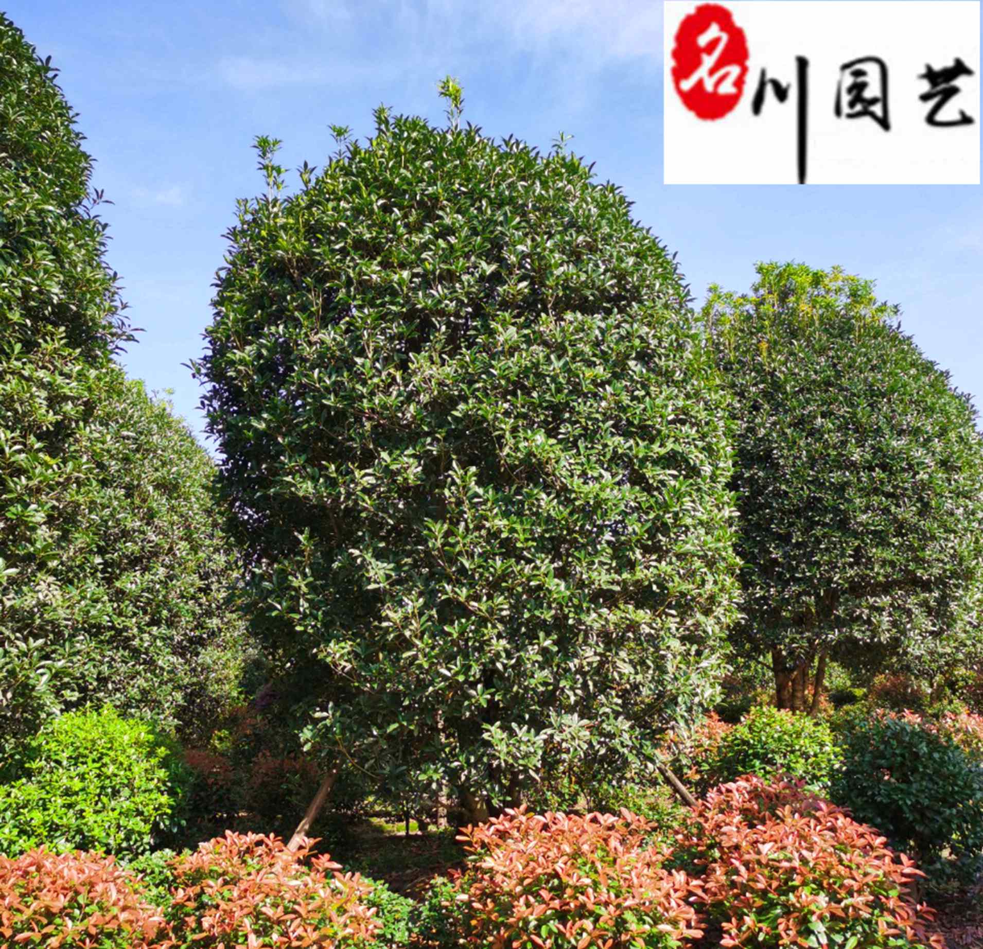 ��Ӧ2-4�׵����𡢾�Ʒ���������������Ż�