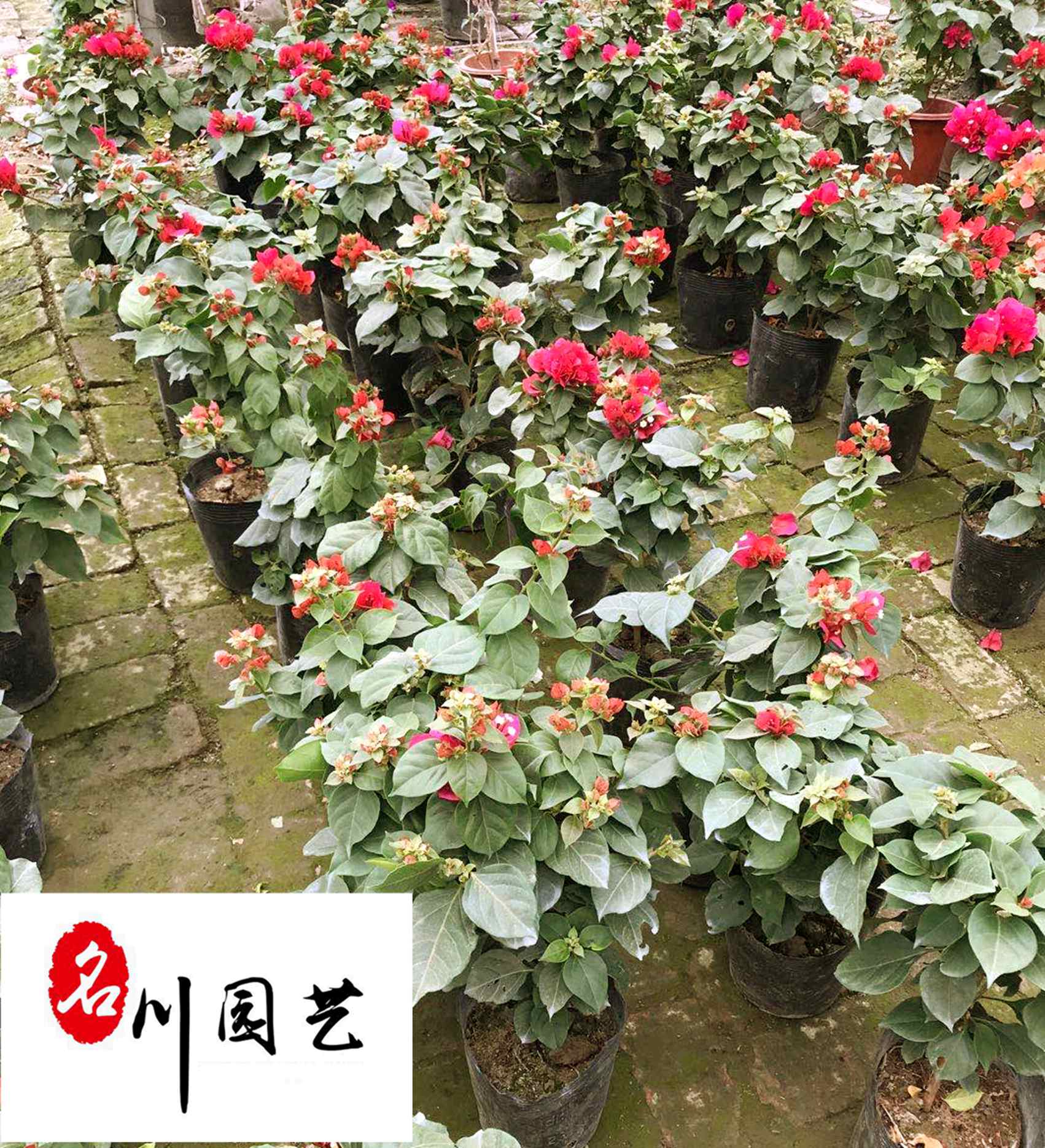 �Ĵ��컨����÷���ɶ�����÷�컨�����������÷����