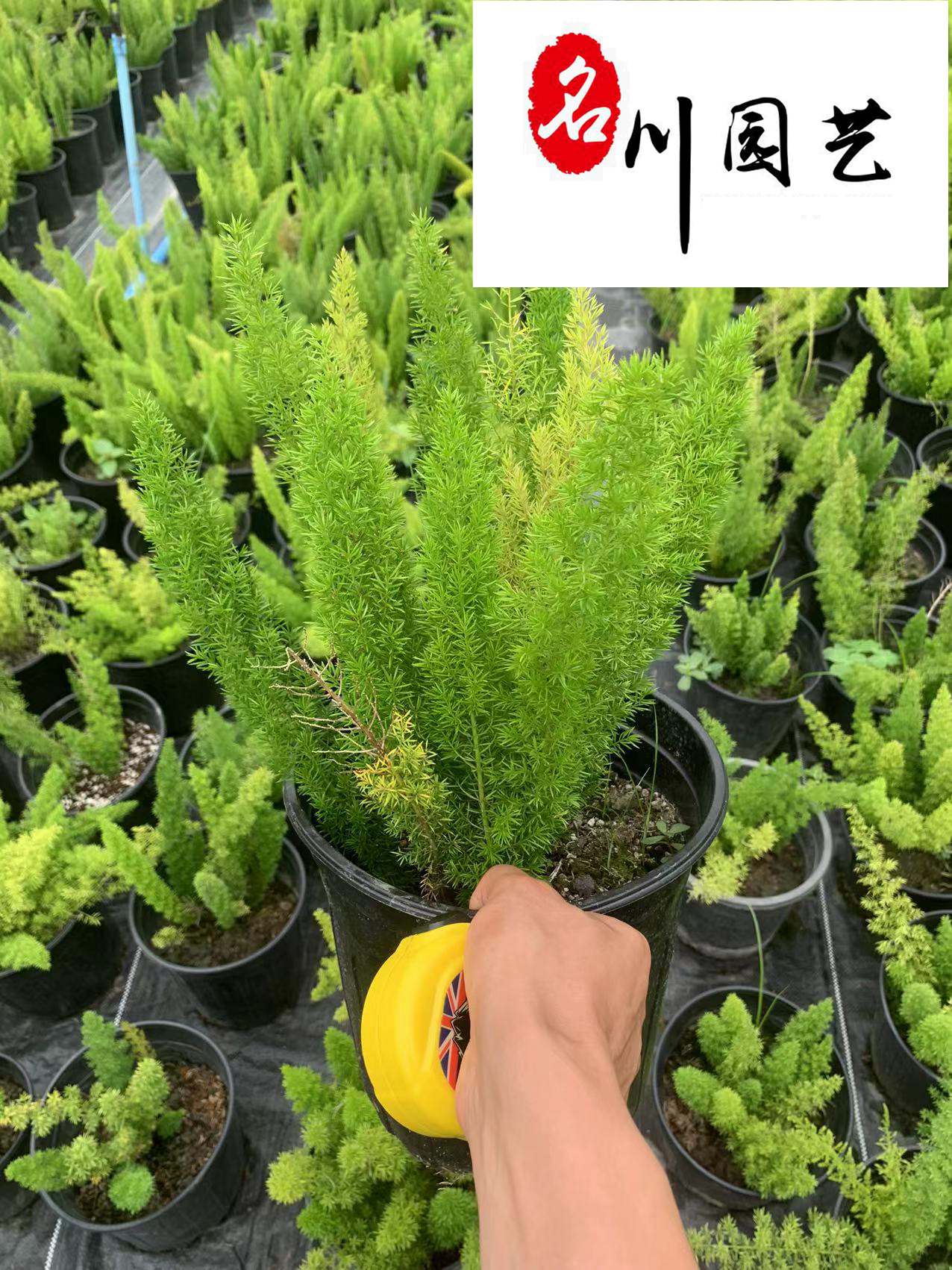 �Ĵ���β���Ŷ����Ի��ء���β���Ŷ��۸��������