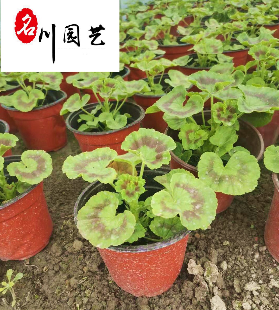 ���������Ի���ֱ���������ݼ۸񡢳ɶ�����������