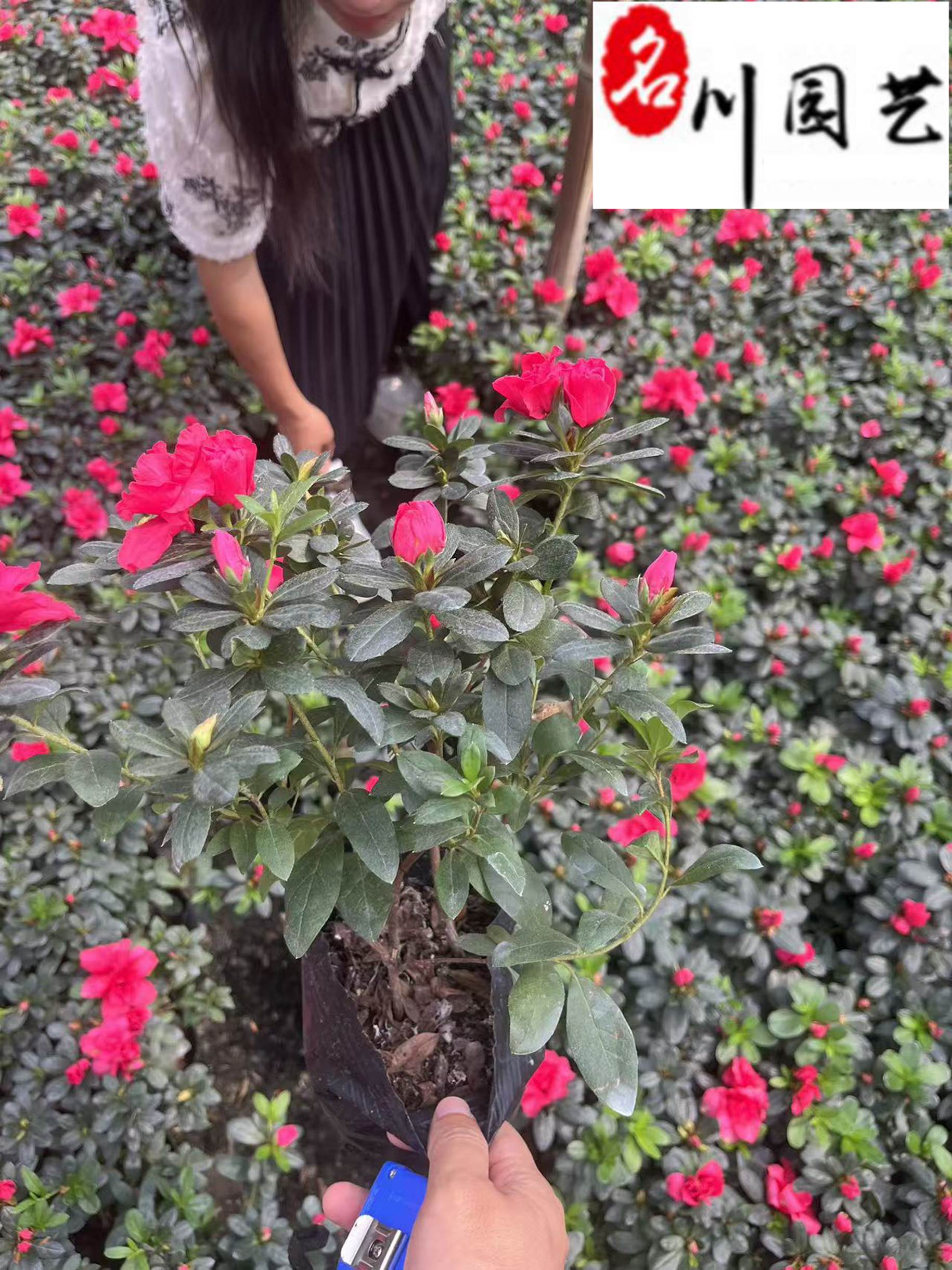 �Ĵ���������ֱ����������������鱭������